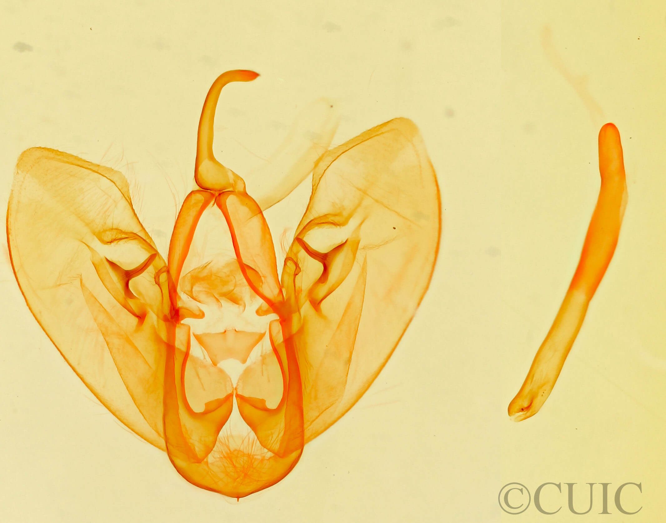 genitalia view of adult Crambodes talidiformis