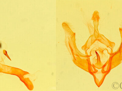 genitalia view of adult Trichocosmia inornata