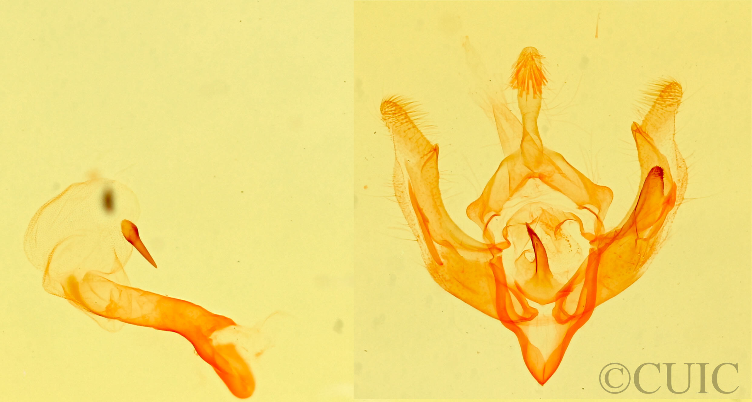 genitalia view of adult Trichocosmia inornata