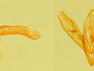 genitalia view of adult Leucocnemis perfundis