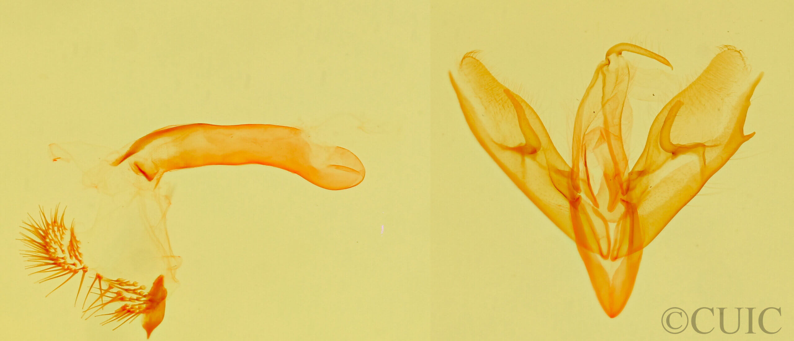 genitalia view of adult Leucocnemis perfundis