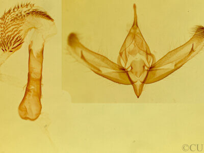 genitalia view of adult Oxycnemis grandimacula