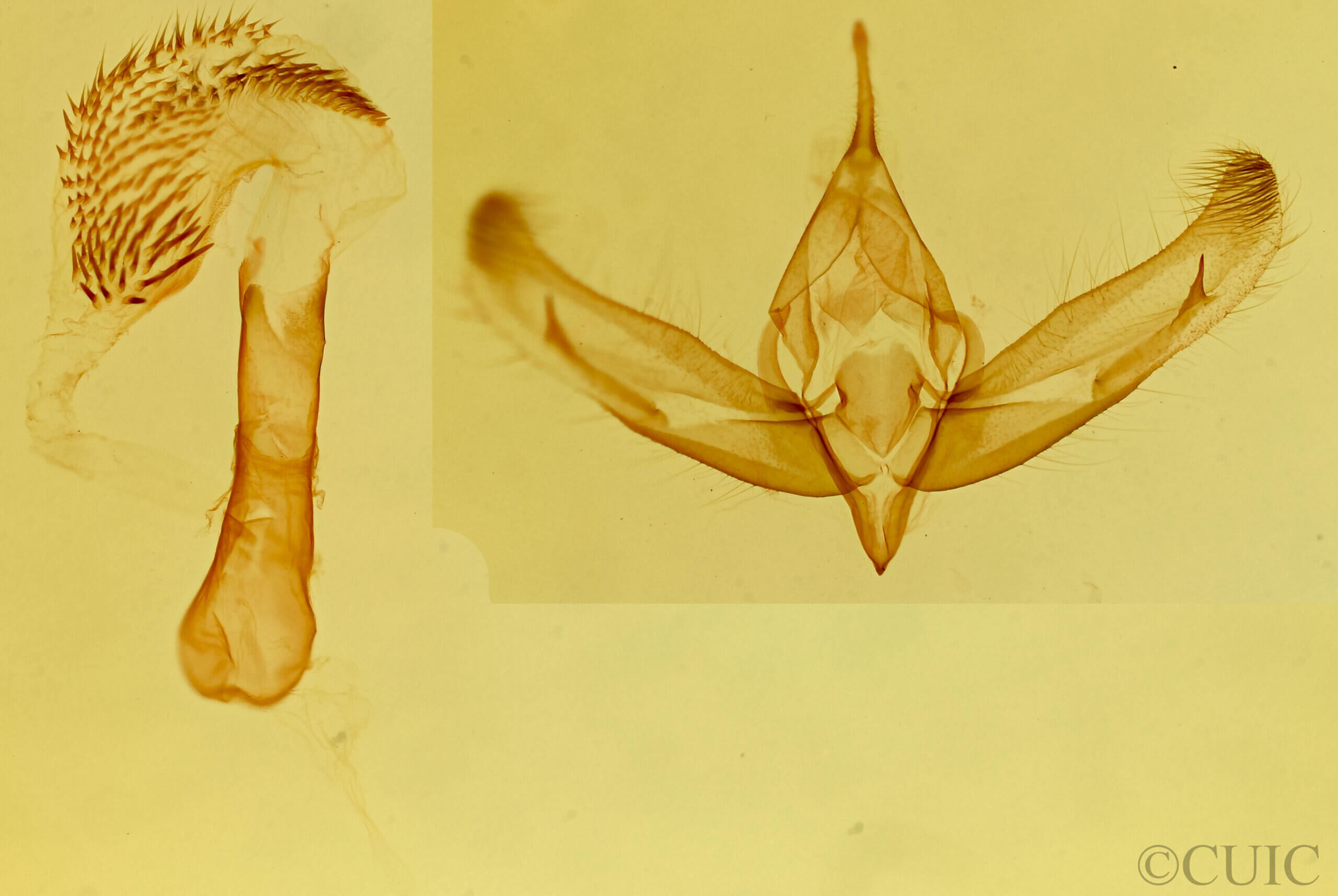 genitalia view of adult Oxycnemis grandimacula