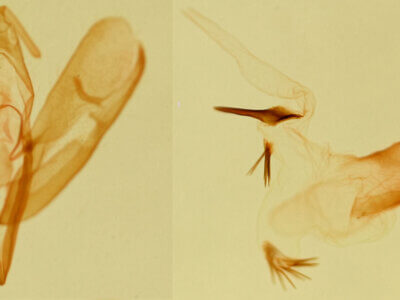 genitalia view of adult Leucocnemis nivalis