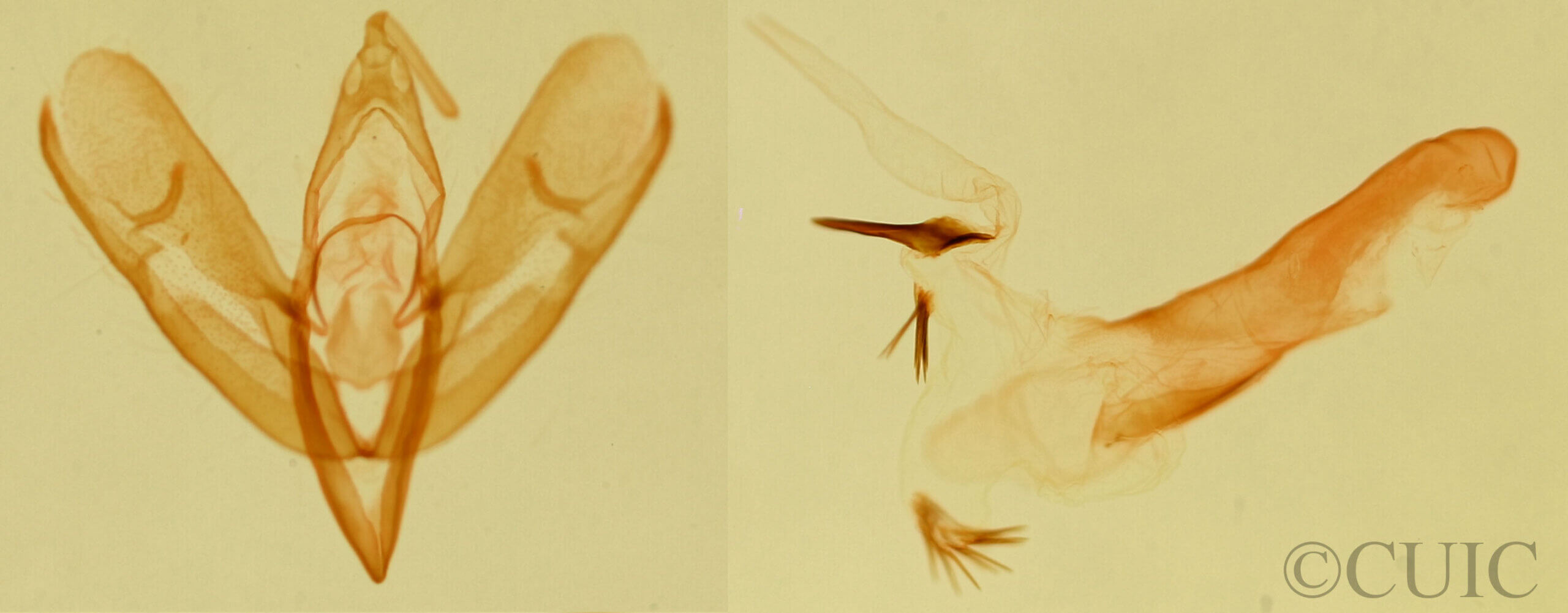 genitalia view of adult Leucocnemis nivalis
