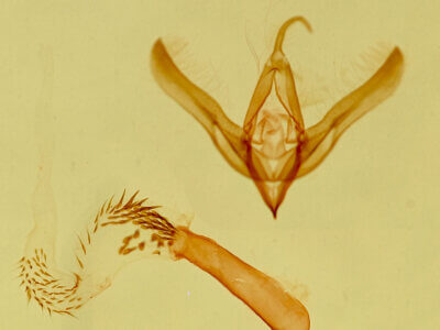 genitalia view of adult Oxycnemis sp.