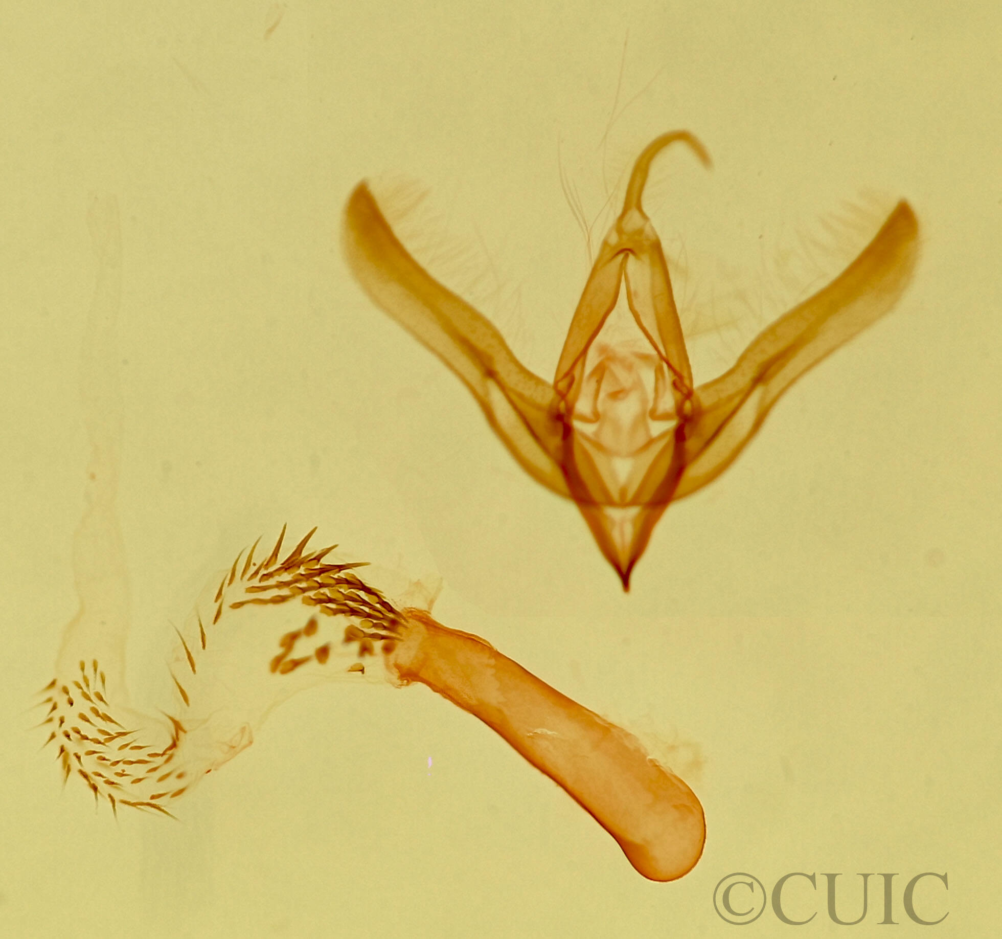 genitalia view of adult Oxycnemis sp.