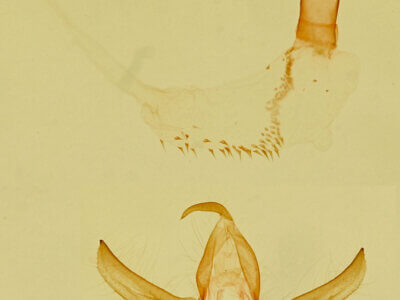 genitalia view of adult Oxycnemis sp.