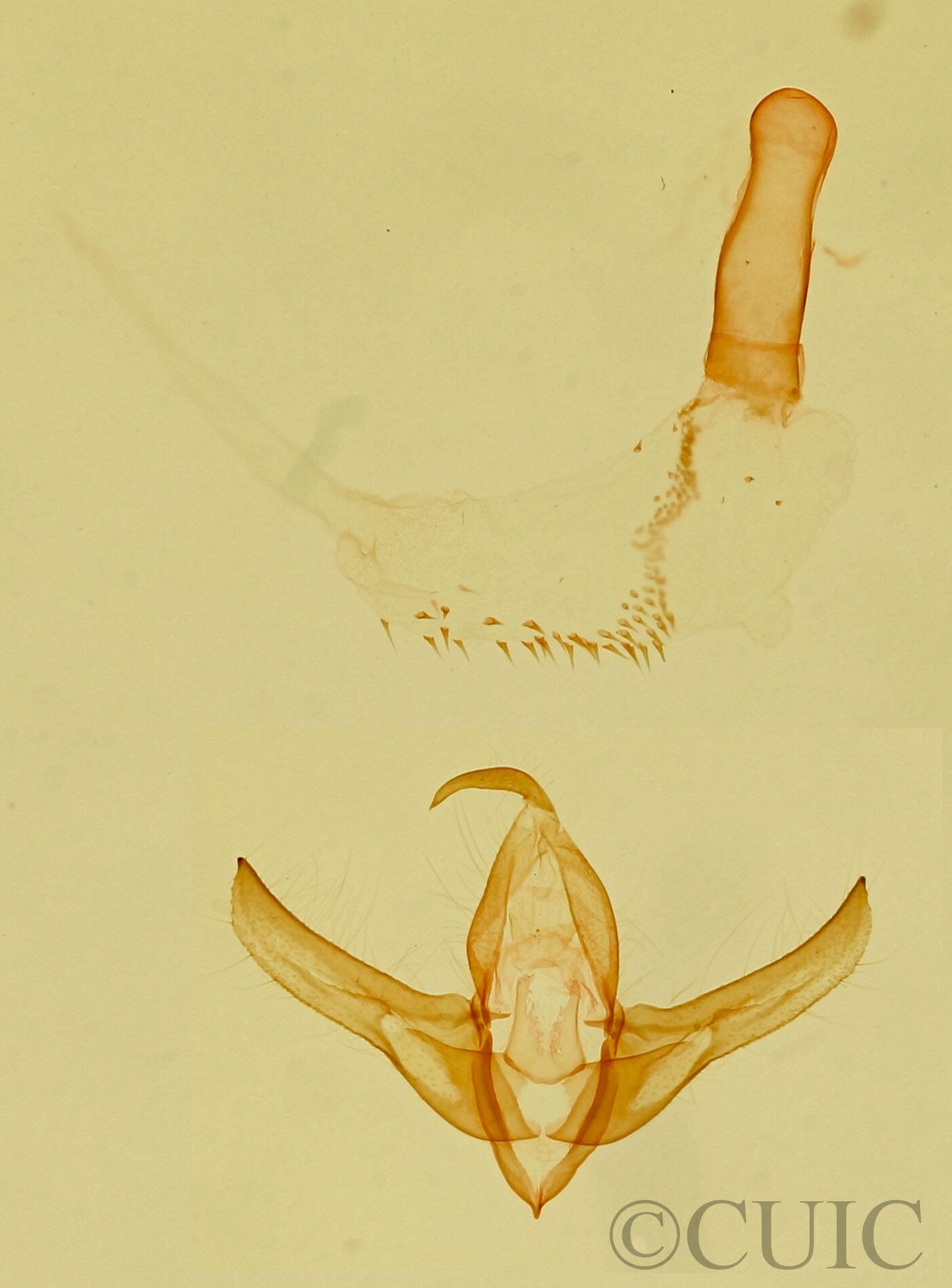 genitalia view of adult Oxycnemis sp.