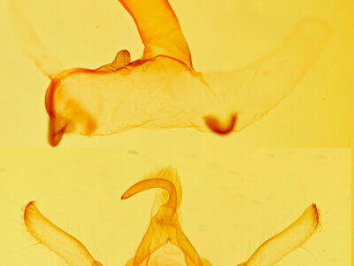 genitalia view of adult Dolocucullia minor