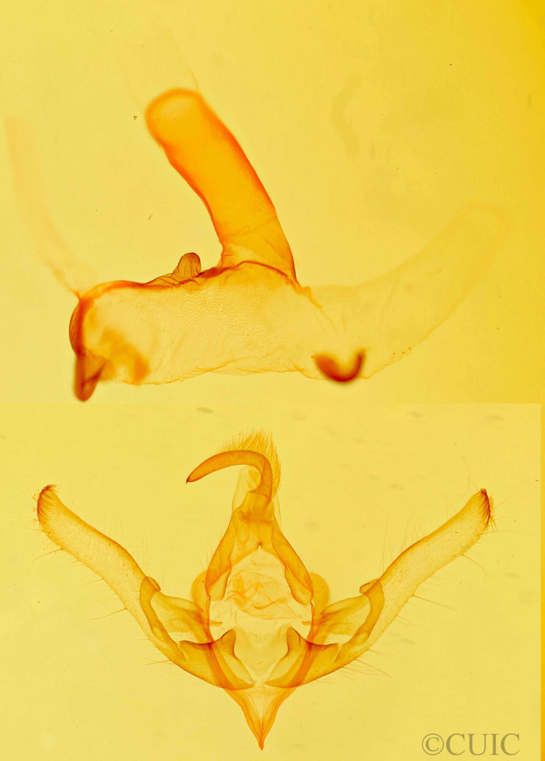 genitalia view of adult Dolocucullia minor