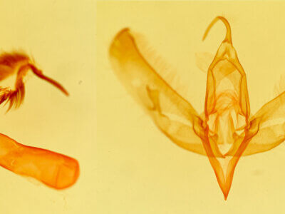 genitalia view of adult Sympistis nr. dunbari