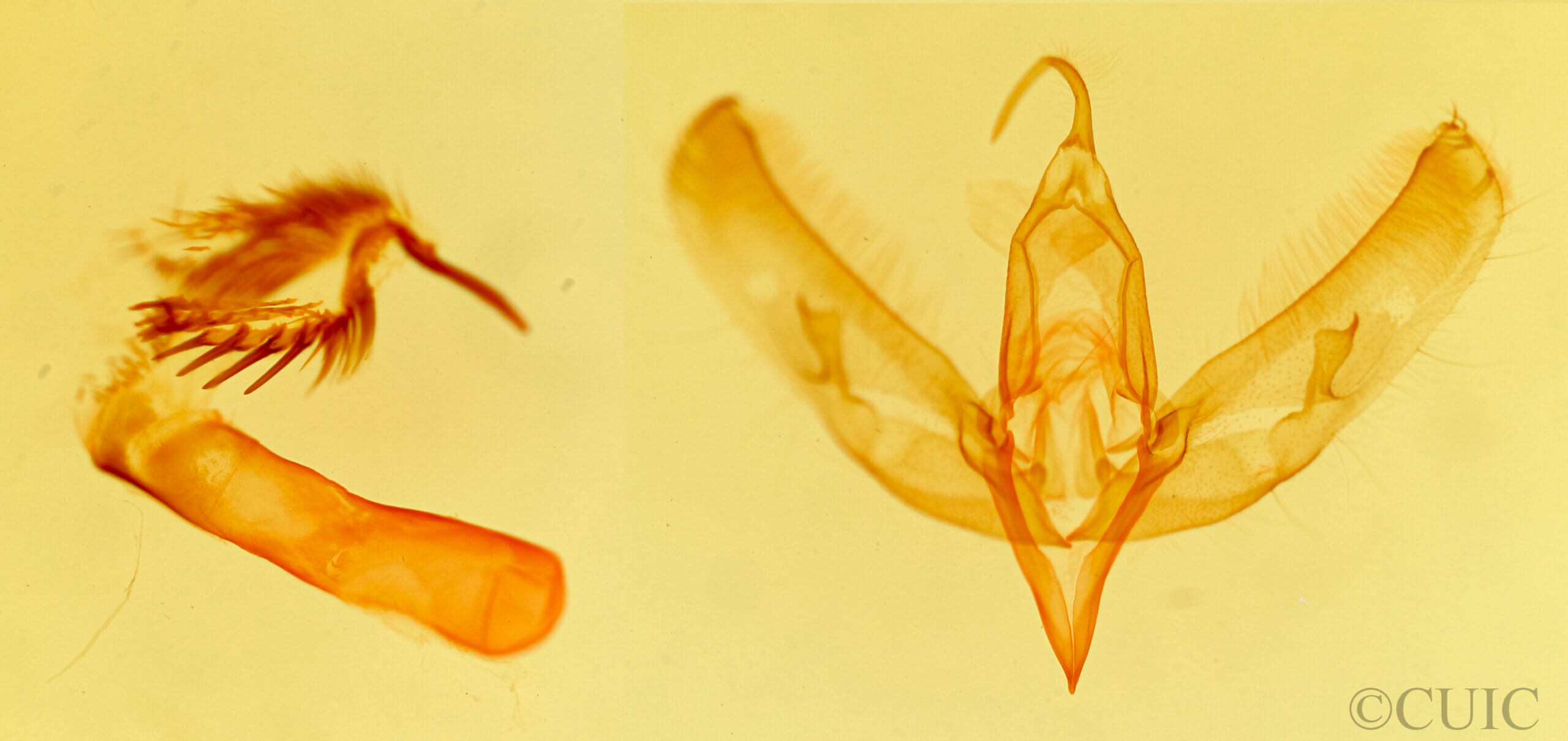 genitalia view of adult Sympistis nr. dunbari