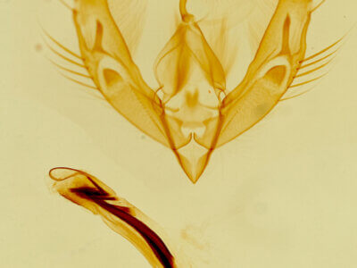 genitalia view of adult Catabenoides terminellus