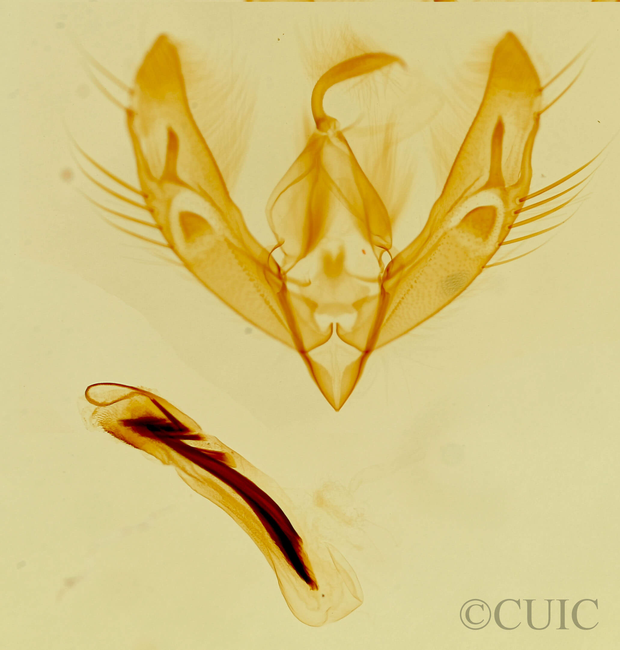 genitalia view of adult Catabenoides terminellus