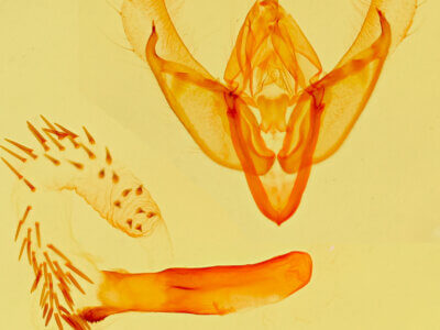 genitalia view of adult Catabena lineolata