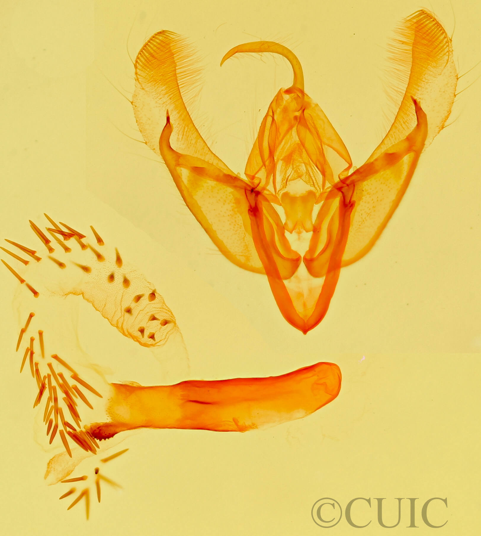 genitalia view of adult Catabena lineolata