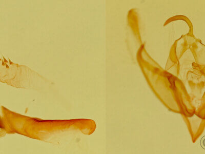 genitalia view of adult Catabena lineolata