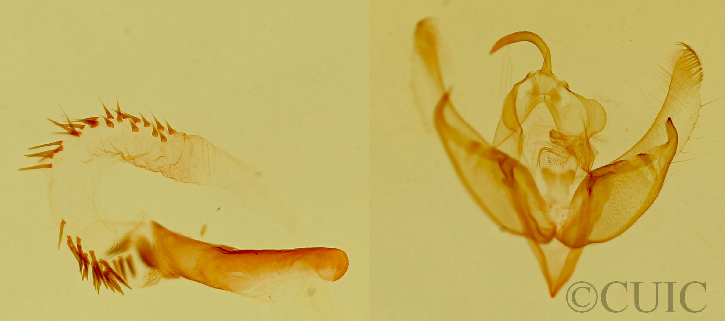 genitalia view of adult Catabena lineolata