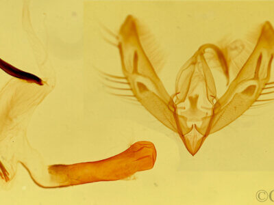genitalia view of adult Catabenoides terminellus