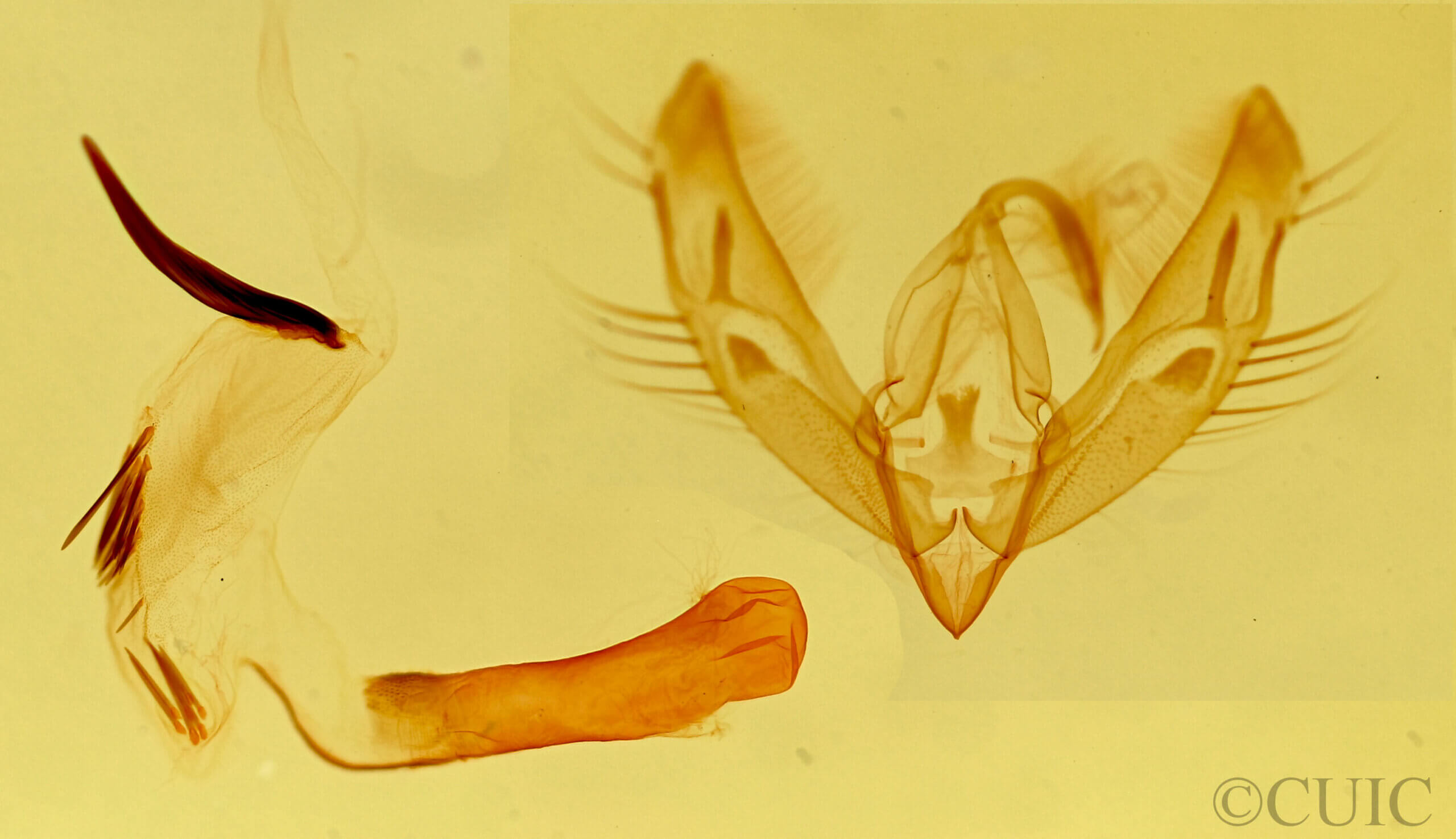 genitalia view of adult Catabenoides terminellus