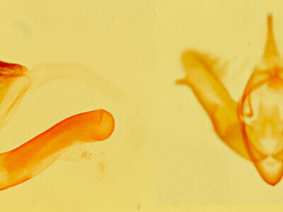 genitalia view of adult Grotella tricolor