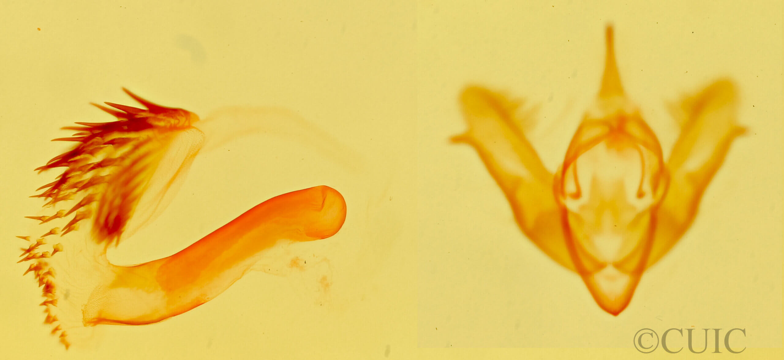 genitalia view of adult Grotella tricolor