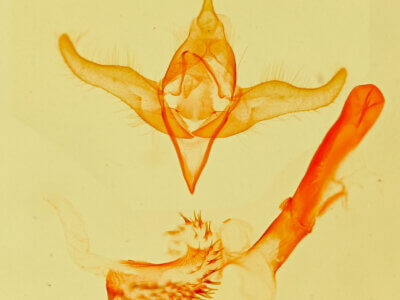 genitalia view of adult Grotella tricolor