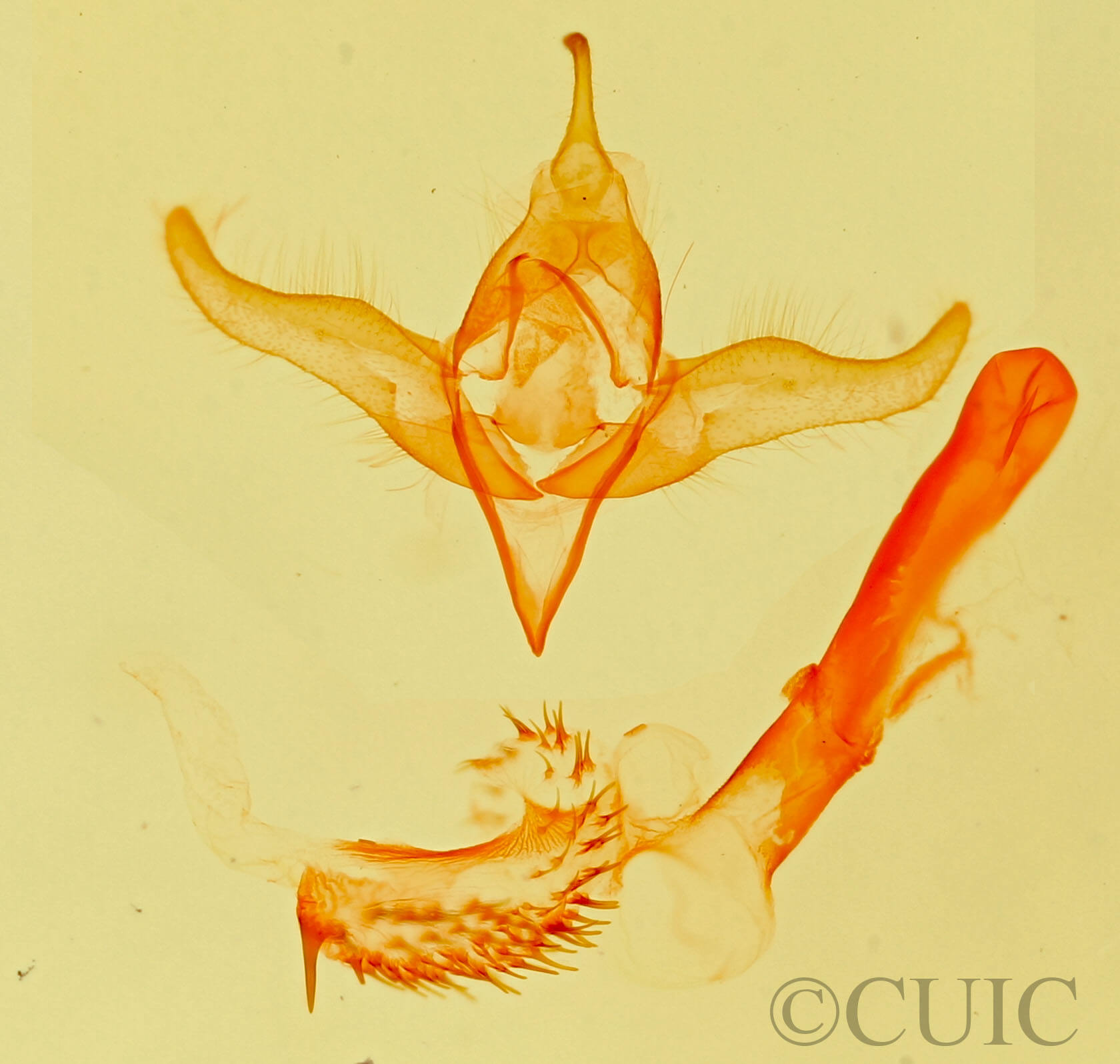 genitalia view of adult Grotella tricolor