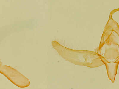 genitalia view of adult Azenia implora