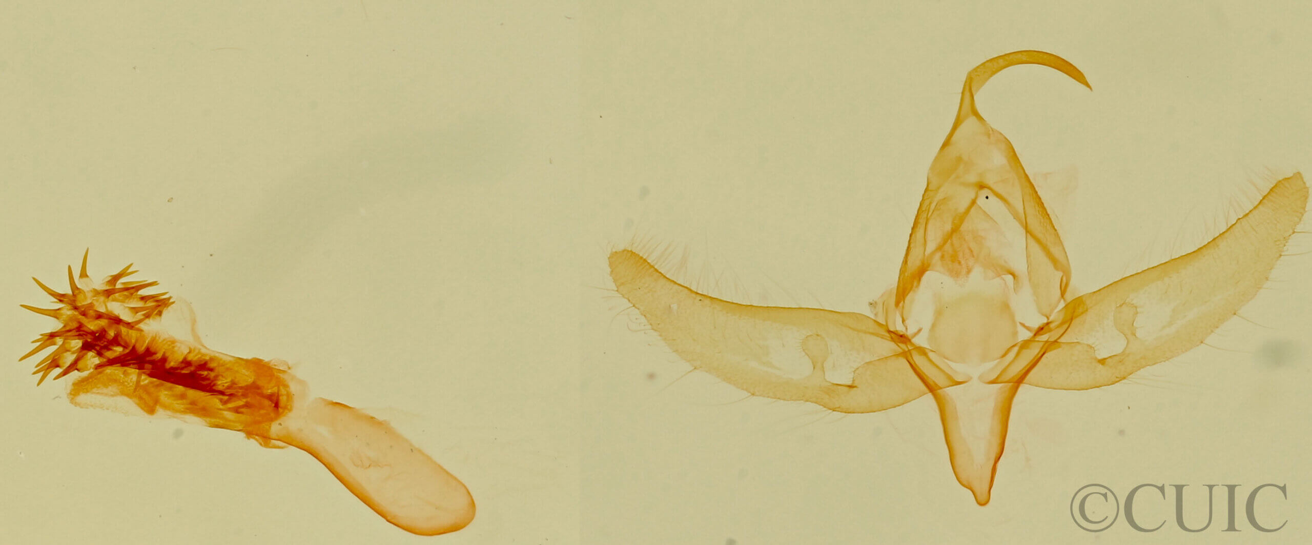 genitalia view of adult Azenia implora