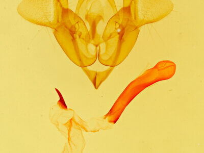 genitalia view of adult Homorthodes sp.