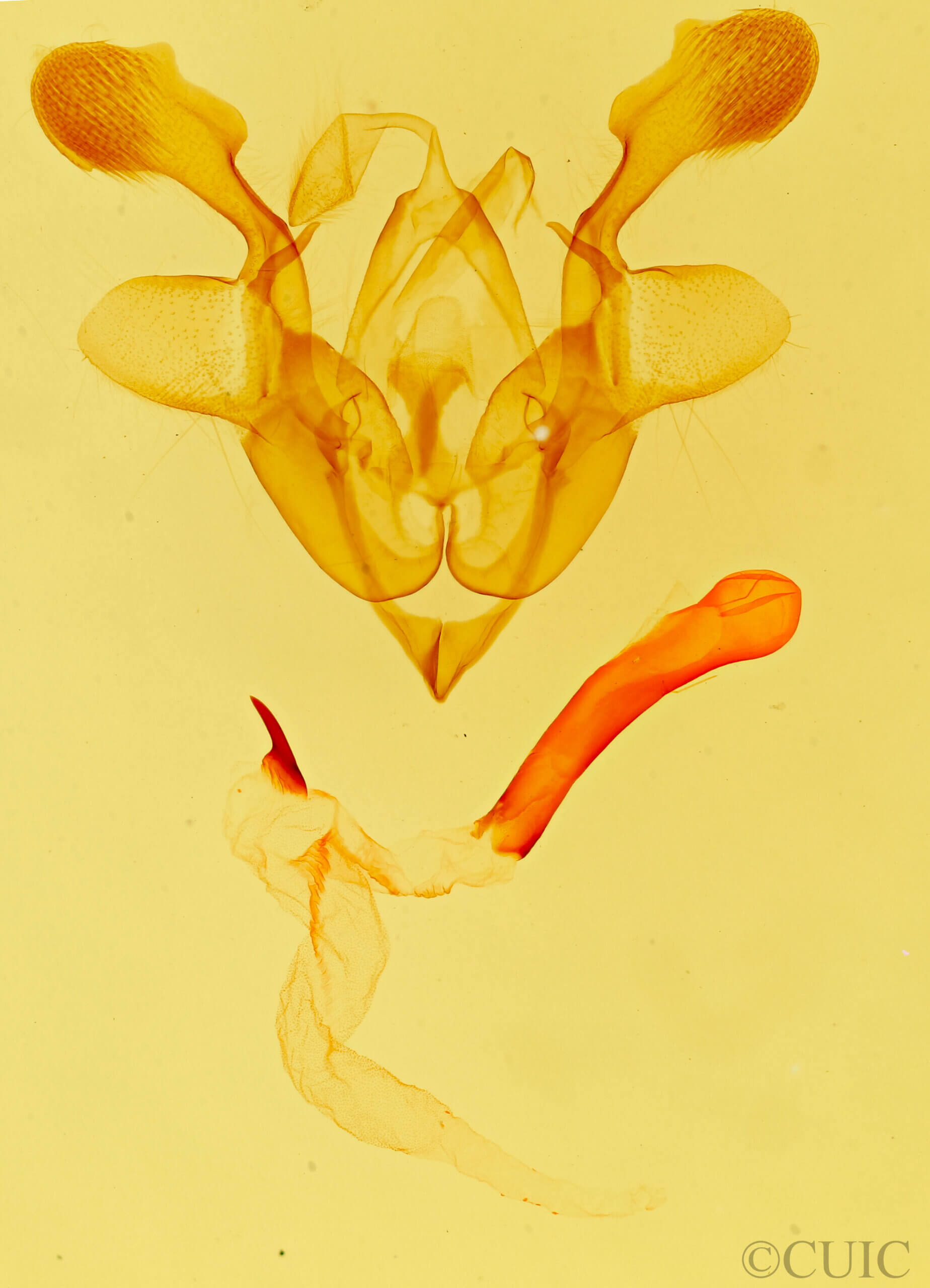 genitalia view of adult Homorthodes sp.