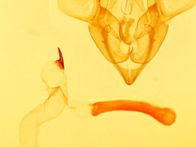 genitalia view of adult Homorthodes sp.
