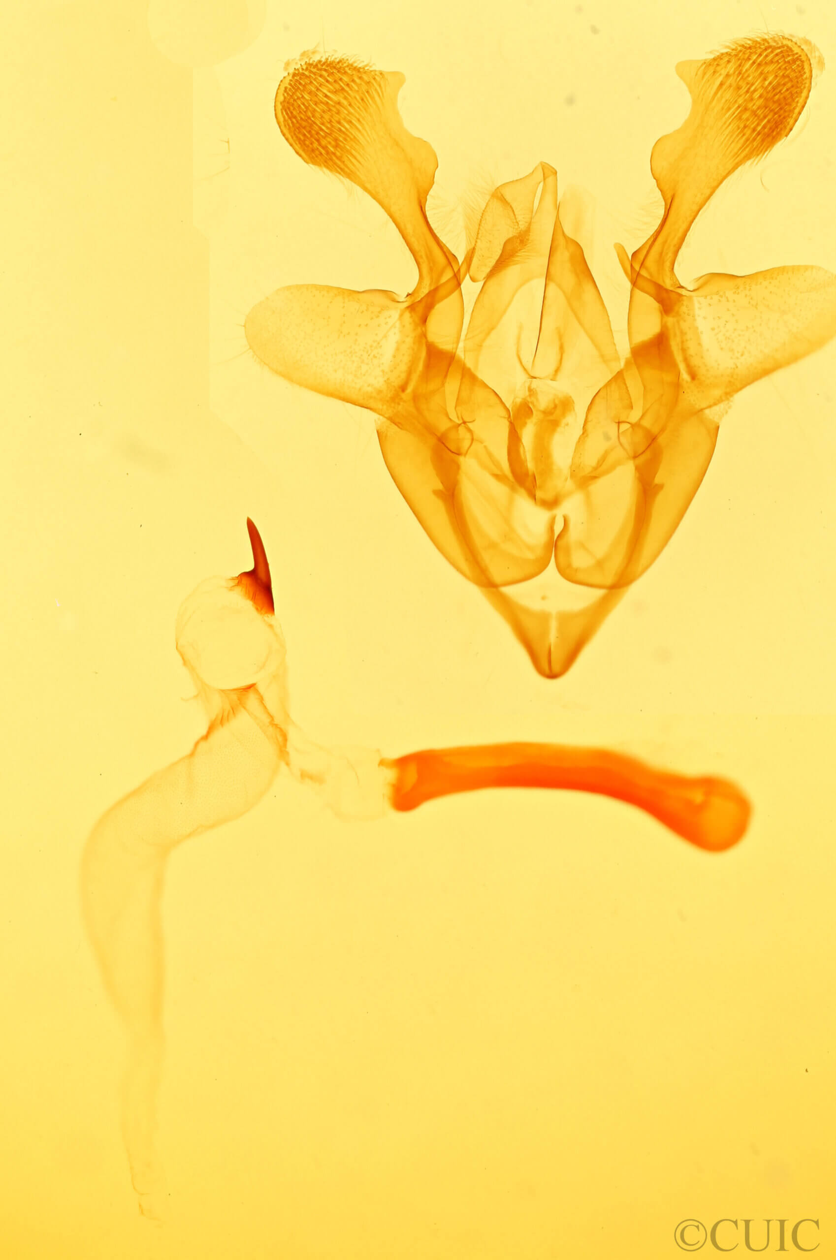 genitalia view of adult Homorthodes sp.