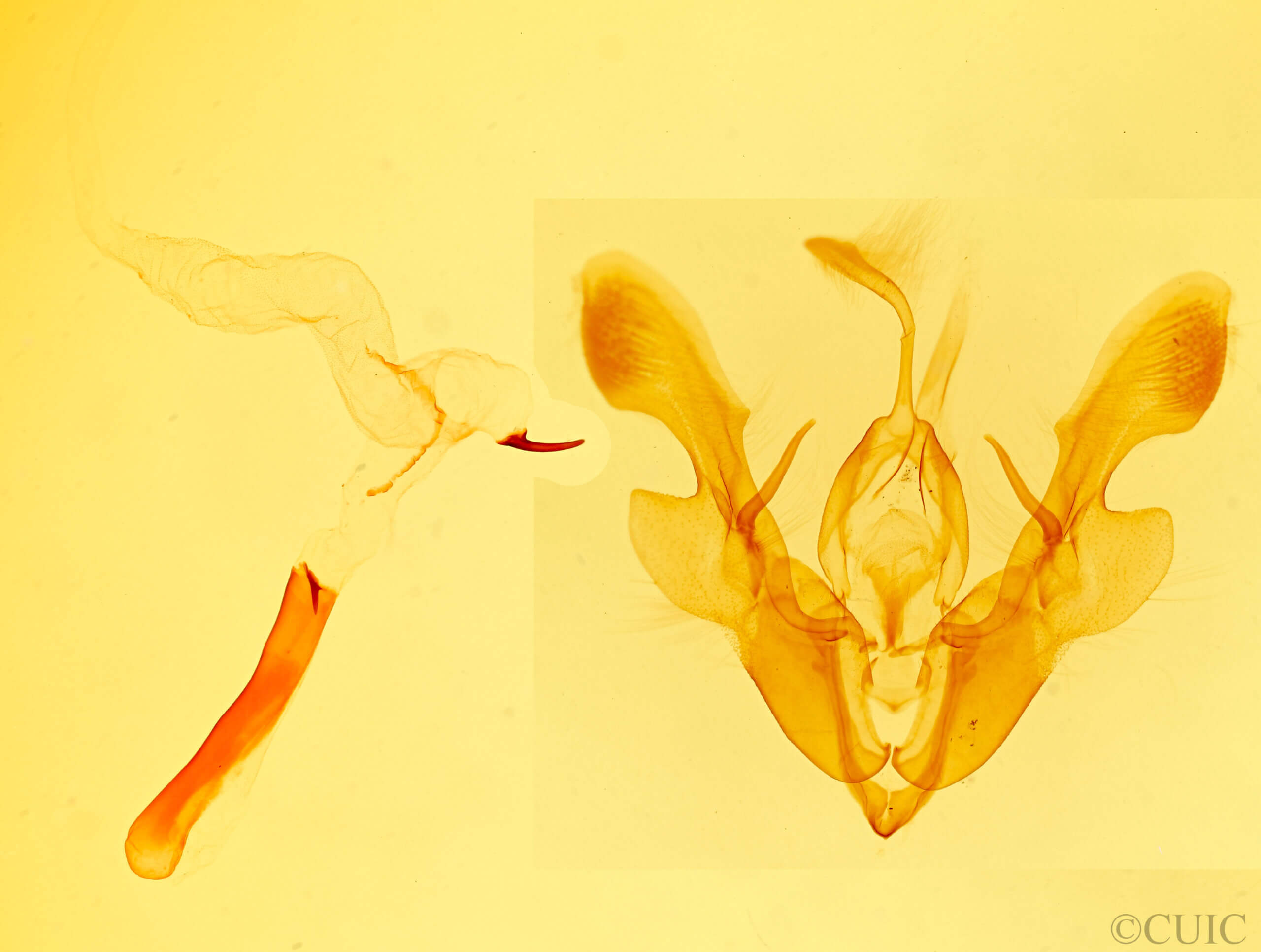 genitalia view of adult Homorthodes sp.