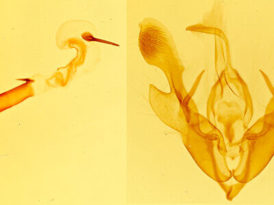 genitalia view of adult Homorthodes sp.