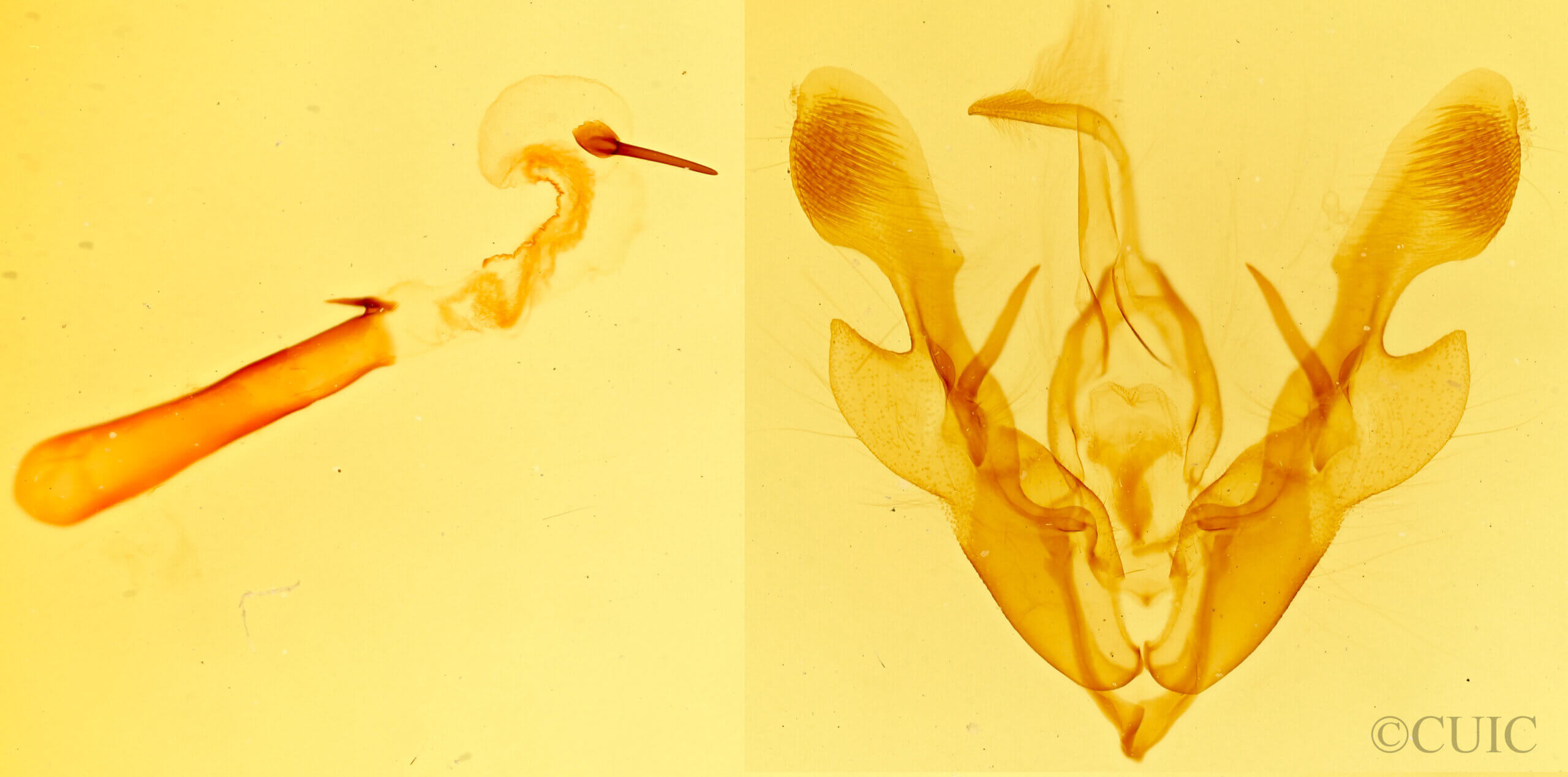 genitalia view of adult Homorthodes sp.