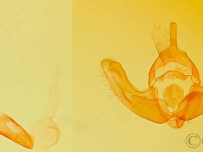 genitalia view of adult Escaria clauda pallens