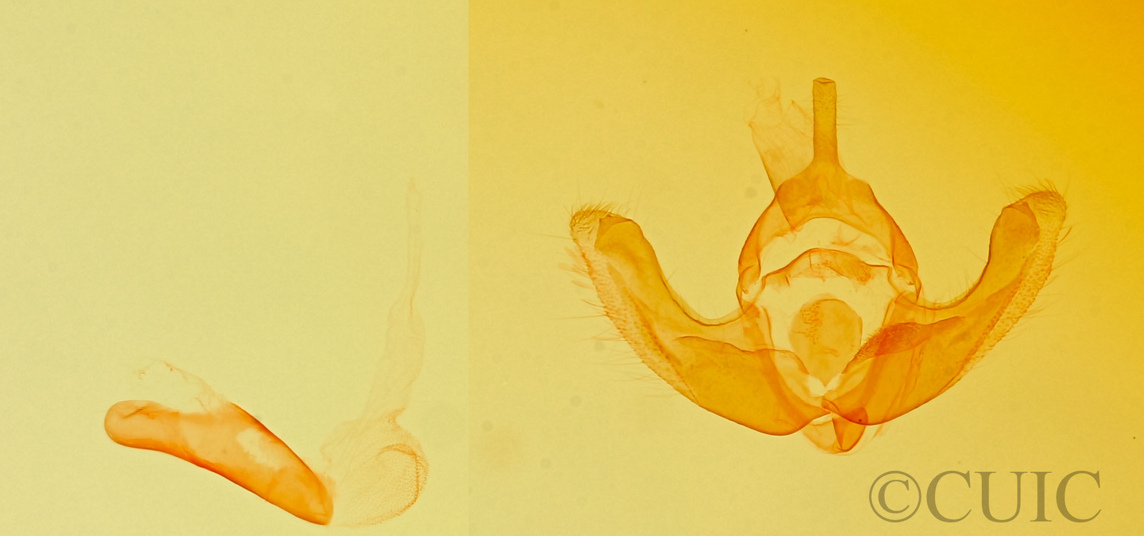 genitalia view of adult Escaria clauda pallens