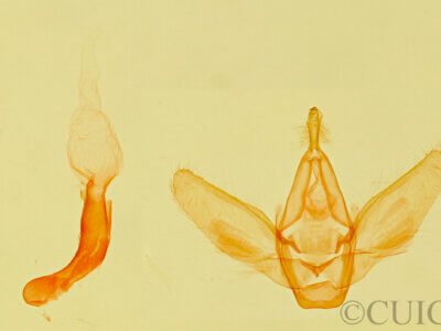 genitalia view of adult Fotella sp.