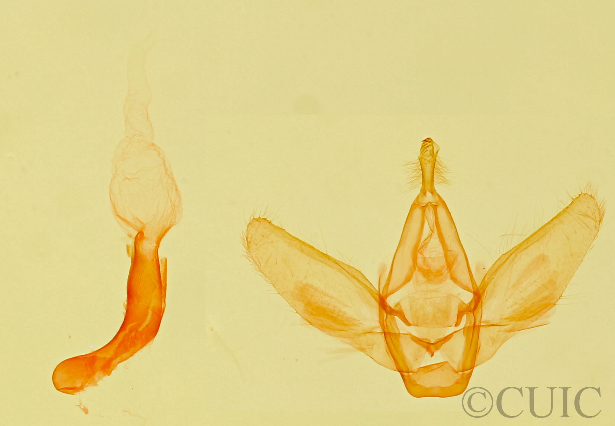 genitalia view of adult Fotella sp.