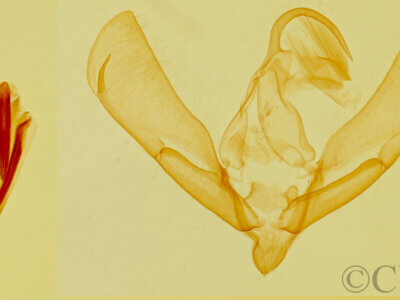 genitalia view of adult Tarachidia sp.