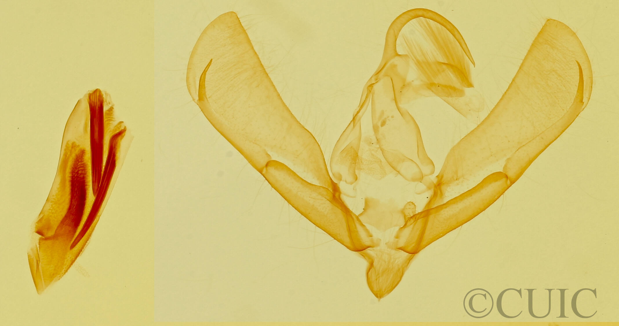 genitalia view of adult Tarachidia sp.