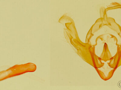 genitalia view of adult Afotella cylindrica