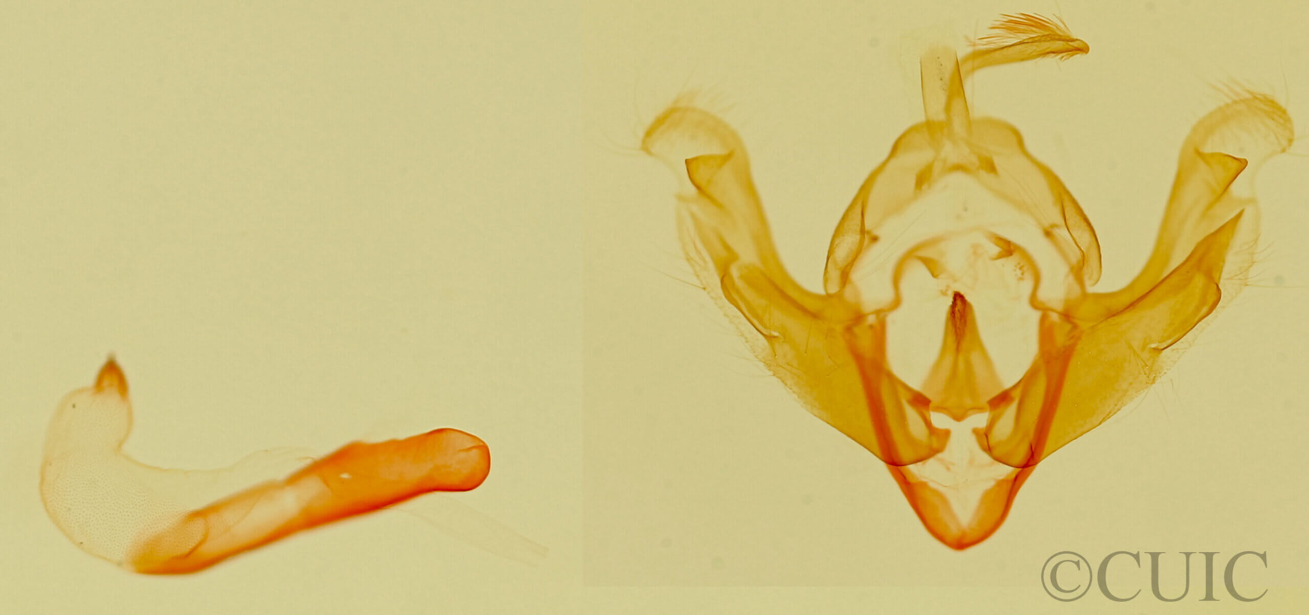 genitalia view of adult Afotella cylindrica