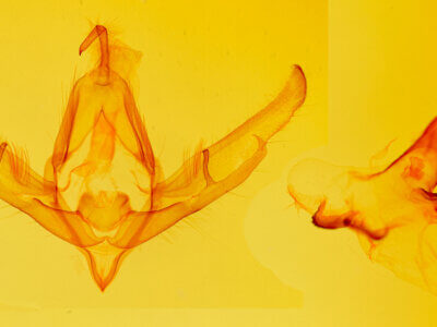 genitalia view of adult Dolocucullia buddhae