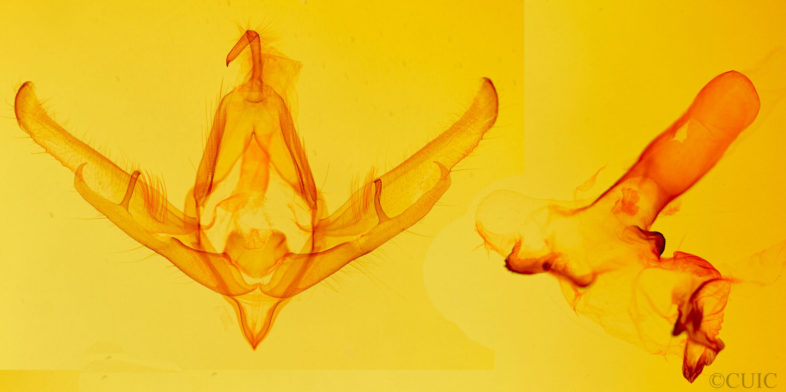 genitalia view of adult Dolocucullia buddhae