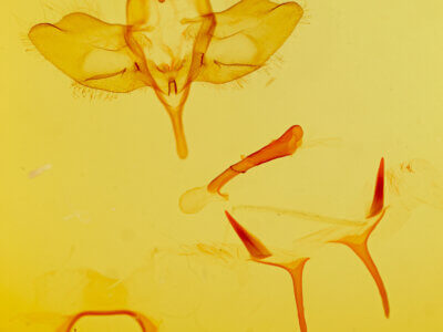 genitalia view of adult Psammathodoxa natadoides