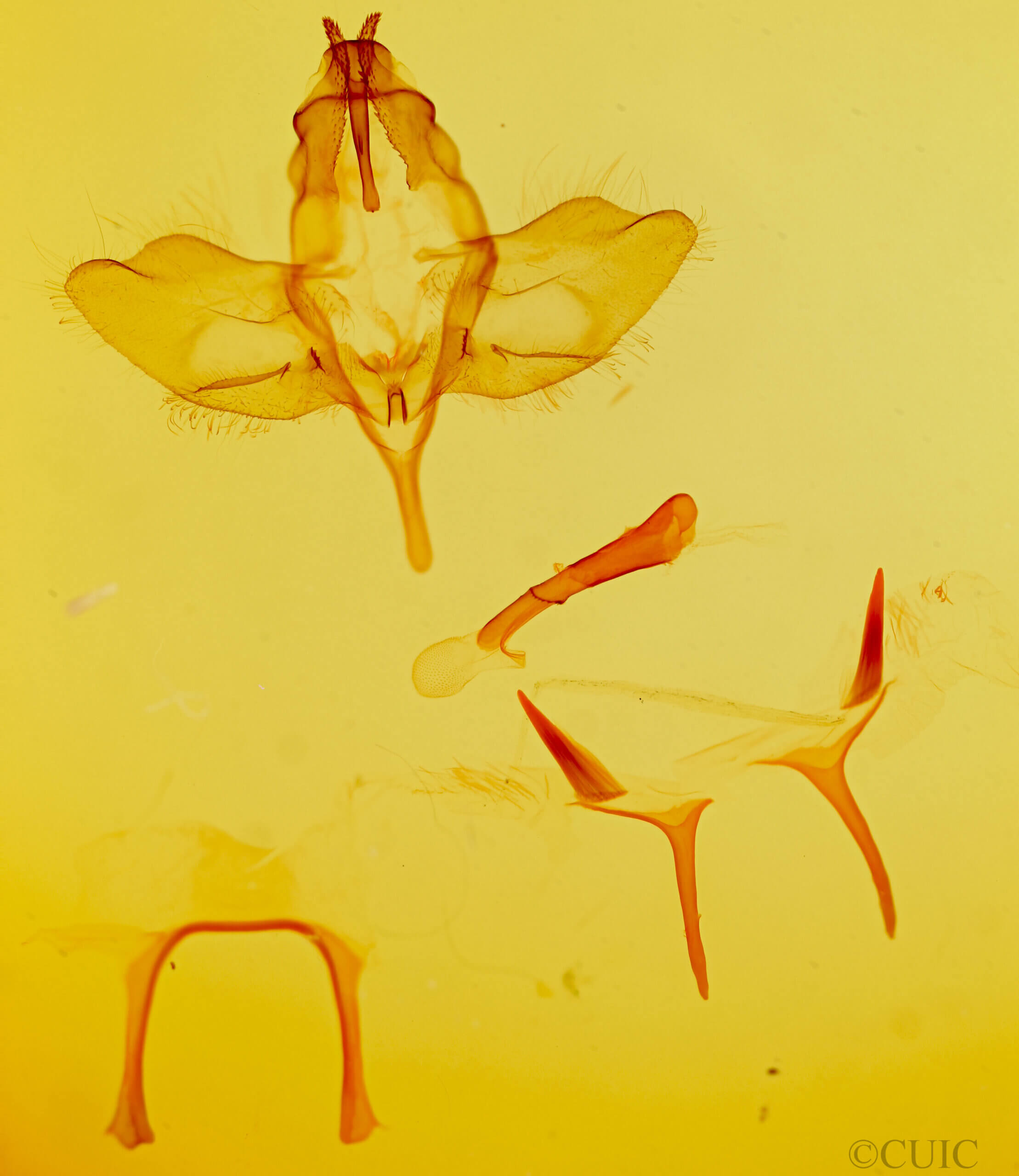 genitalia view of adult Psammathodoxa natadoides